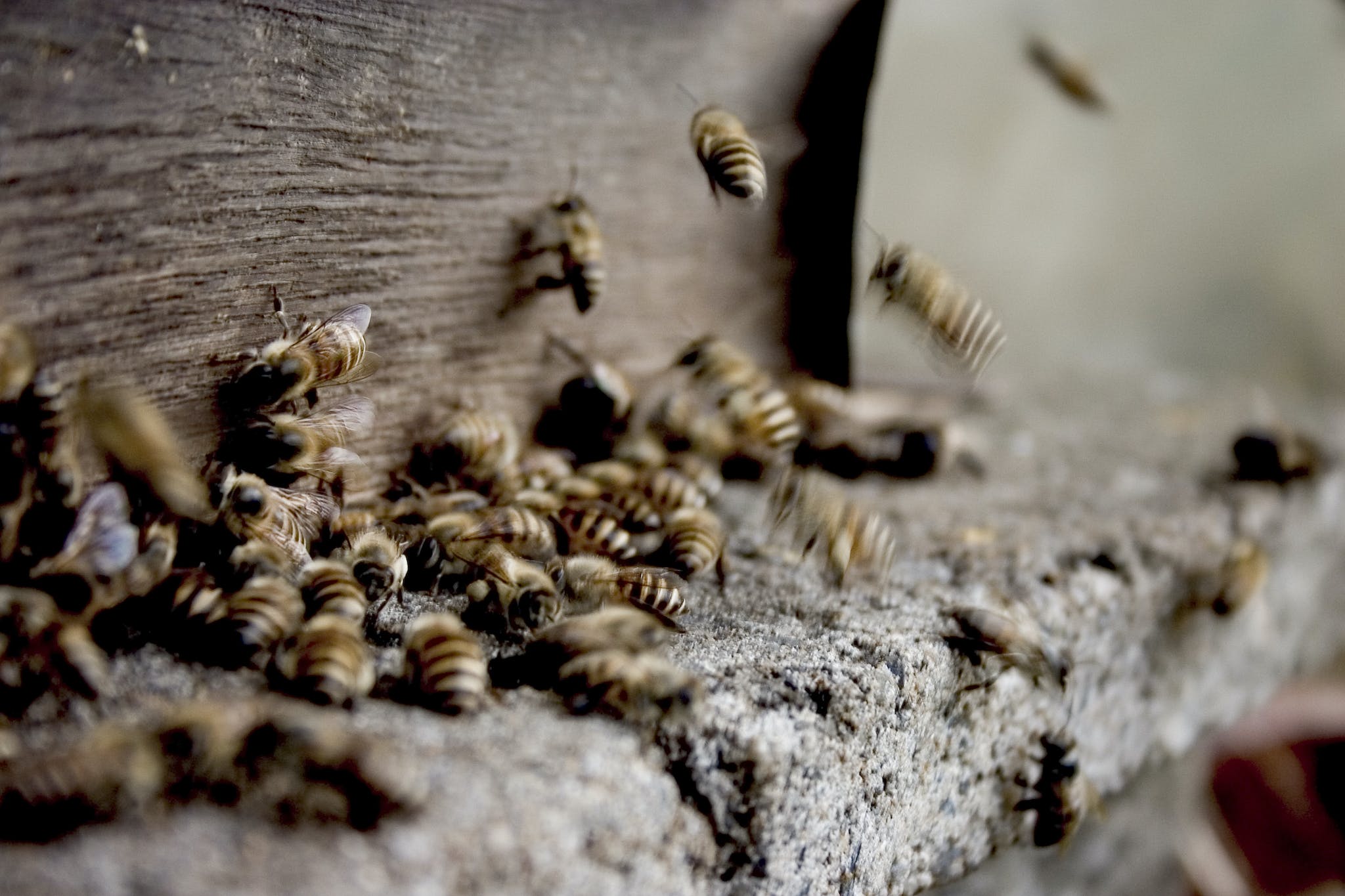 miel-tunisie-propolis